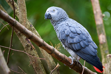 Grey parrot (Psittacus erithacus) Congo African grey parrot