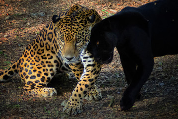 jaguars in love