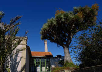 Historic traditional house with glazed gallery and dragon tree in La Palma Island. Canary Islands. Spain. 
