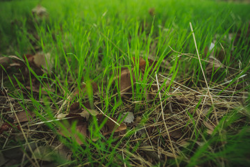 Primer plano de hierba verde y hojas secas caídas en el suelo en la Casa de Campo en Madrid.
