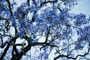 Blooming tree. Blue flowers on a background of blue sky.