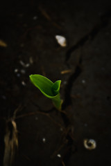 Small green plant