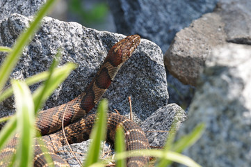 Brown snake laying on rocks in grass