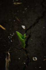 Small green plant