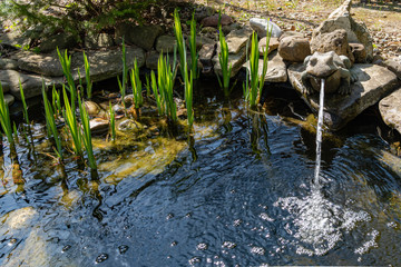 Small garden pond with frog-shaped fountain and stone shores. Spring landscaped garden. In background are bushes of Yucca filamentosa. Nature concept for design.
