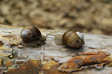 snails