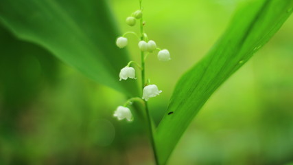 lily of the valley
