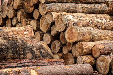 Wood logs in raw form, not yet processed