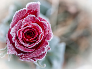 frozen red rose blossom in winter with ice on the petals standing in a field, white vignette