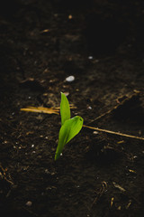 Small green plant