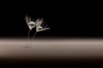 Chaque petite chose contient un ange ...!