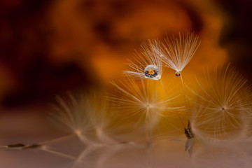 Le monde est en feu, mais les anges seront l&agrave; ...!