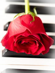 open red rose laying on piano keys