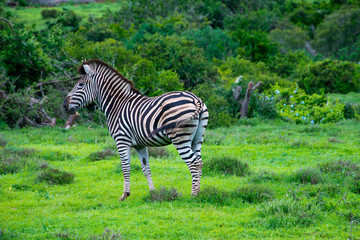 Fototapeta na wymiar zebra in schotia private game reserve near addo national park, south africa