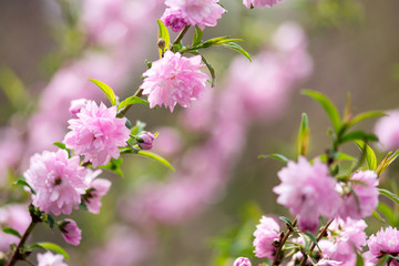 Obraz premium Flowering Almond Blossoms