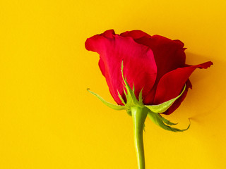 open red rose laying on yellow background