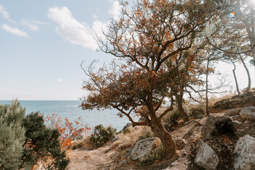 Fototapeta na wymiar tree on a rock