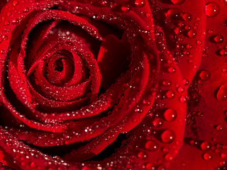  macro, close-up red rose blossom with drops