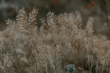 dry grass in the wind