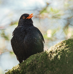 Singende Amsel im Baum