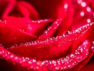 macro, close-up red rose blossom with drops