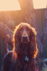 irish setter dog