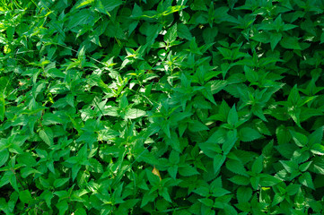 Bright green stinging nettle summer warm texture