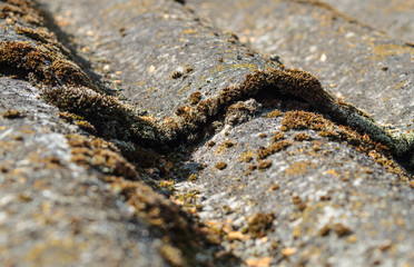 Macro green moss as fake mountains and vegetation
