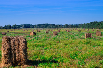 Straw field after harvesting barley against the background of the forest