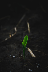 Small green plant