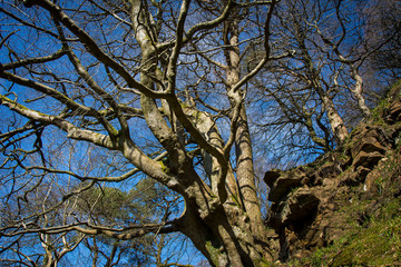 Leafless tree