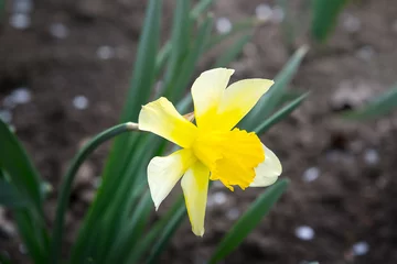 Wandaufkleber Gelbe Blume wächst auf einem Blumenbeet. Narzis. © Юлия Заиченко