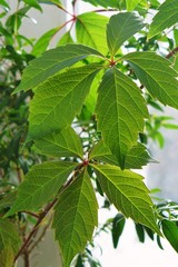 Green leaves on a branch