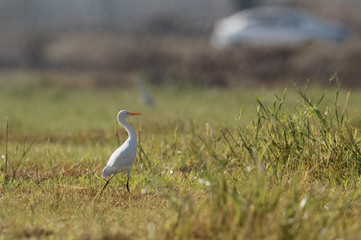 Obraz na płótnie Canvas Cattle Egret on green grass in the mid of sprinkler water