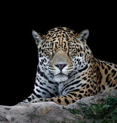 Fototapeta na wymiar Portrait of jaguar looking with black background 