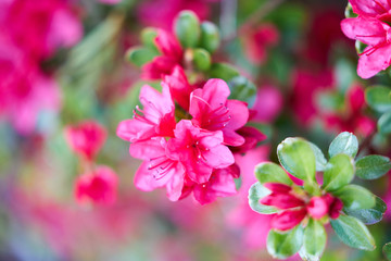 Fototapeta na wymiar close up of pink Azalea flowers