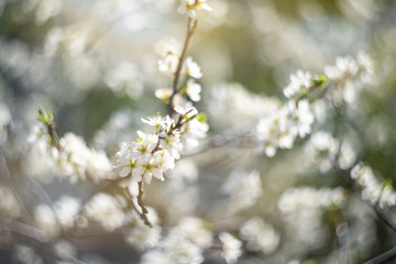 Background of blooming cherry branches in the sunlight.