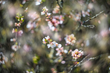 Background of blooming cherry branches in the sunlight.