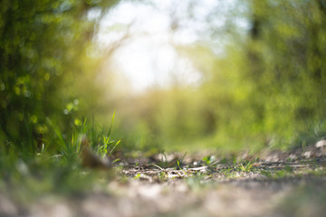 Forest path in the sunlight. Spring forest.