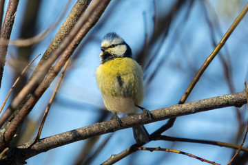 Blue tit perching on a branch. Blue tit is a small garden bird from a tit birds family.