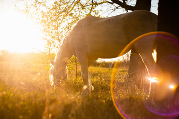 White horse grazes grass on a sunset background in the field.