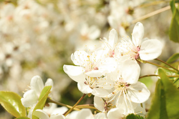 Blooming gardens in spring, blooming spring tree. Sunny spring day