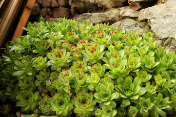 PIANTA GRASSA E ROCCIA