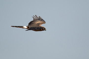 Pallied harrier in air