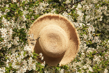 Straw hat in blooming spring tree. Sunny spring day