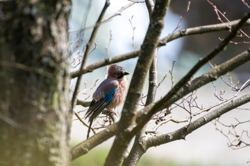 Bird Garrulus glandarius in a tree in spring