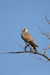 Common Kestrel perched on a tree