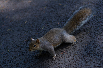 squirrel in the park