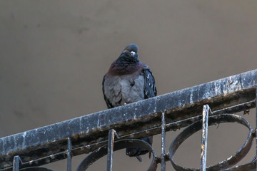 Pigeon on the dirty metal bar looking at the camera