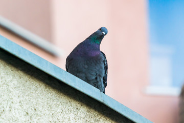 photo of a pigeon looking at the camera